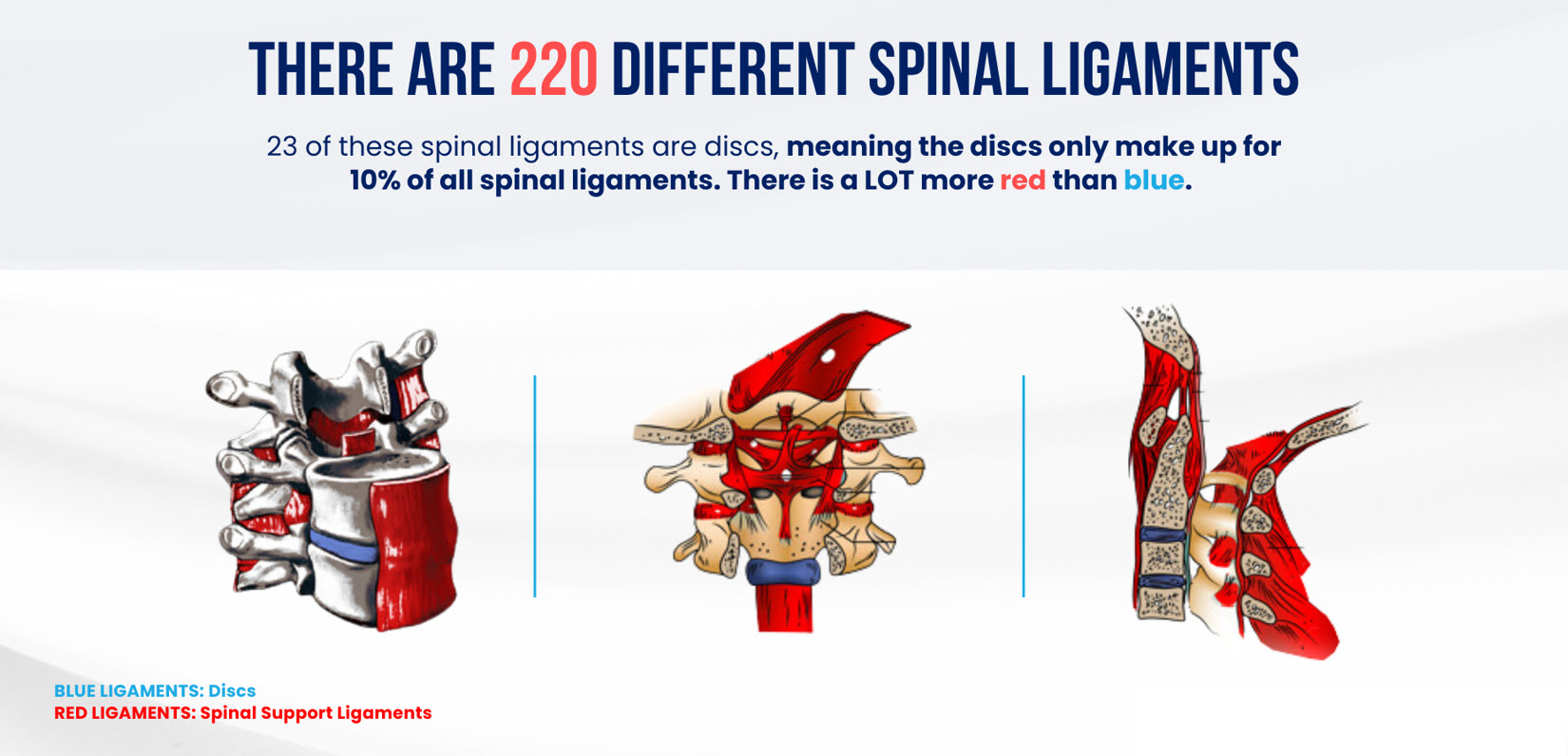 Understanding the Impact of Spinal Support Ligament Injuries on Disc Health